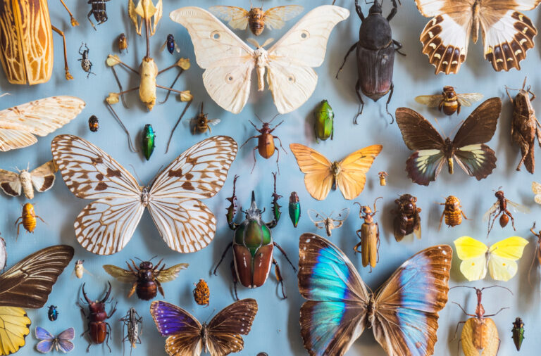 how does poison flow through insects
