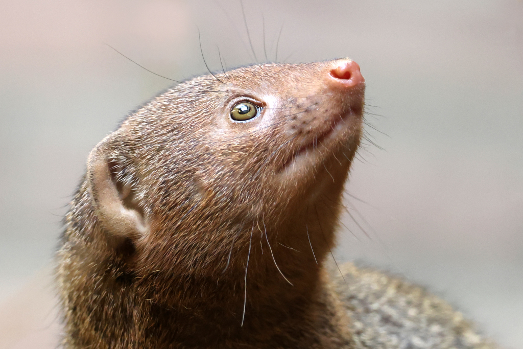 invasive endangered animals