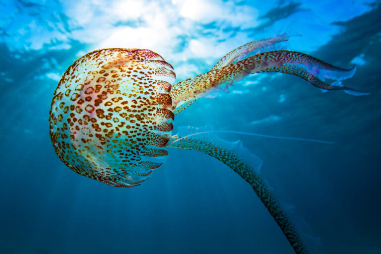 marine monsters