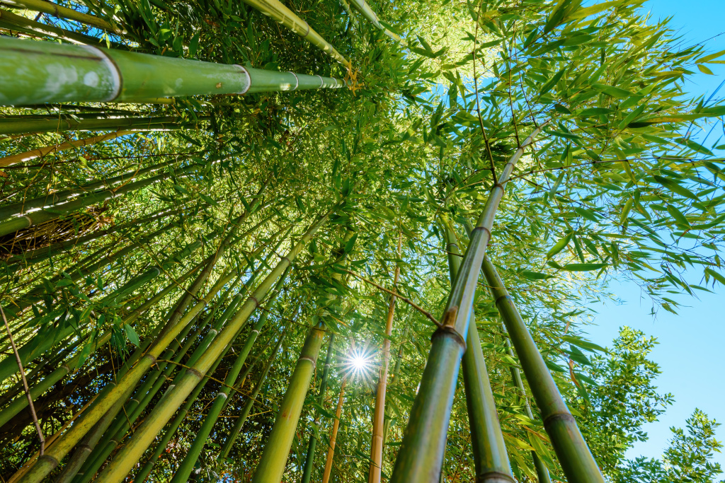 how bamboo really grows